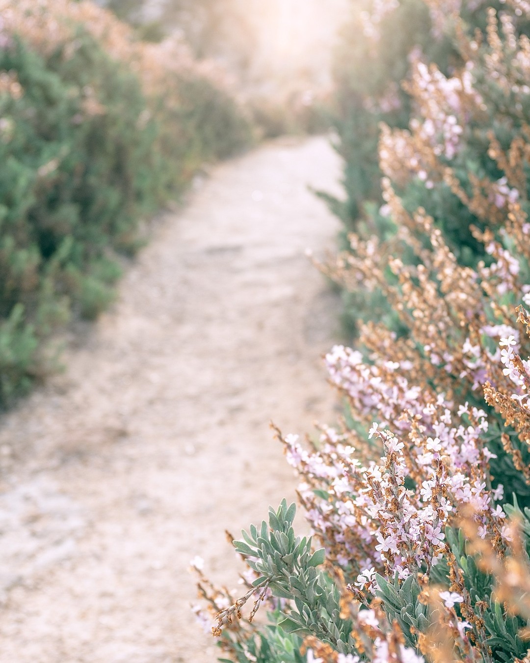 A softly sunlit path bordered by pale lavender flowers